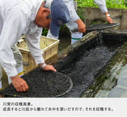 川茸の収穫風景。成長すると川底から離れて水中を漂いだすので、それを収穫する。