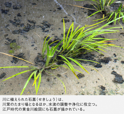 川に植えられた石菖（せきしょう）は、川茸のたまり場となるほか、水流の調整や浄化に役立つ。江戸時代の黄金川絵図にも石菖が描かれている。