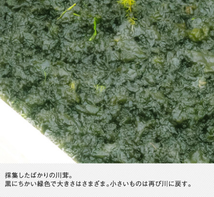 採集したばかりの川茸。黒にちかい緑色で大きさはさまざま。小さいものは再び川に戻す。