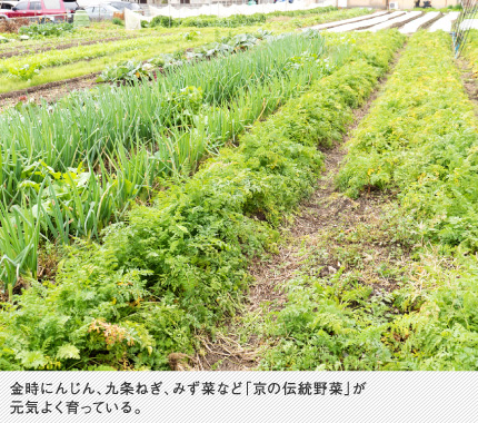 金時にんじん、九条ねぎ、みず菜など「京の伝統野菜」が元気よく育っている。
