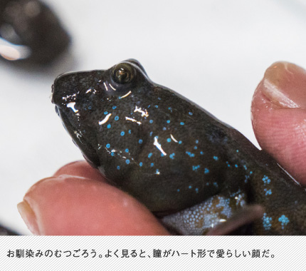 お馴染みのむつごろう。よく見ると、瞳がハート形で愛らしい顔だ。