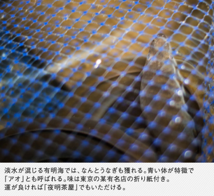 淡水が混じる有明海では、なんとうなぎも獲れる。青い体が特徴で「アオ」とも呼ばれる。味は東京の某有名店の折り紙付き。運が良ければ「夜明茶屋」でもいただける。