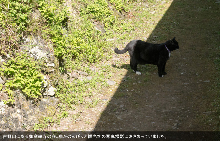 吉野山にある如意輪寺の庭。猫がのんびりと観光客の写真撮影におさまっていました。