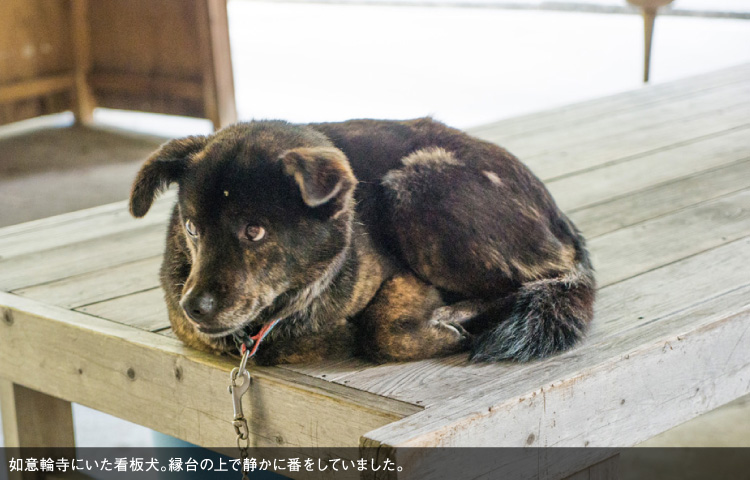 如意輪寺にいた看板犬。縁台の上で静かに番をしていました。