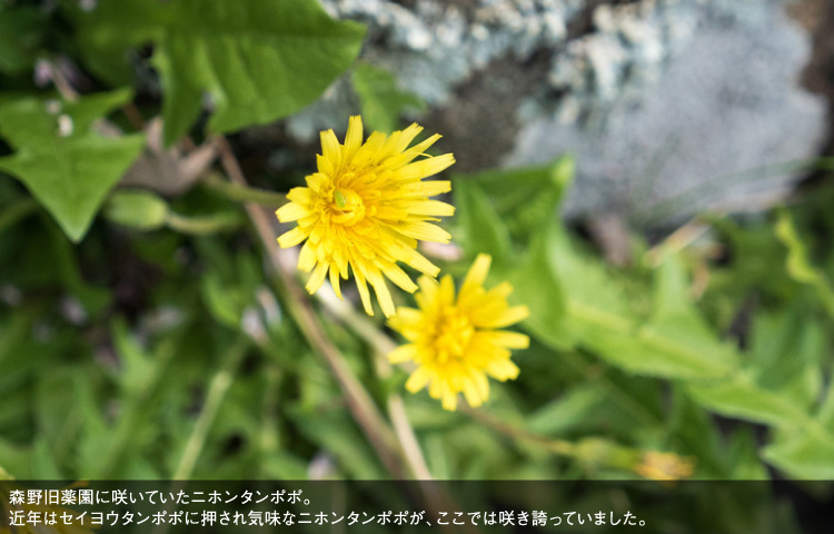 森野旧薬園に咲いていたニホンタンポポ。近年はセイヨウタンポポに押され気味なニホンタンポポが、ここでは咲き誇っていました。