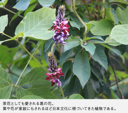茶花としても愛される葛の花。葉や花が家紋にもされるほど日本文化に根づいてきた植物である。。