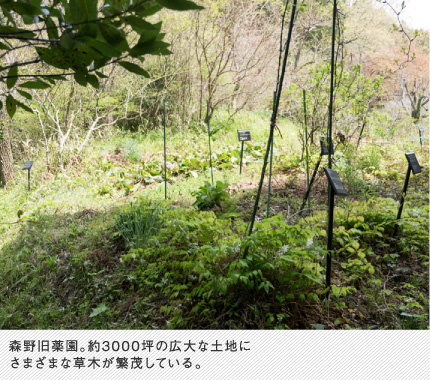 森野旧薬園。約3000坪の広大な土地にさまざまな草木が繁茂している。