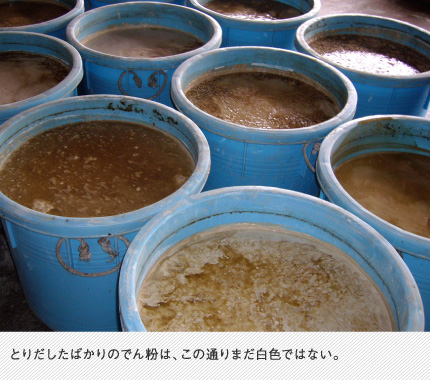 とりだしたばかりのでん粉は、この通りまだ白色ではない。