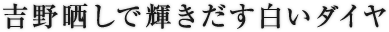 吉野晒しで輝きだす白いダイヤ