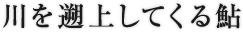川を遡上してくる鮎