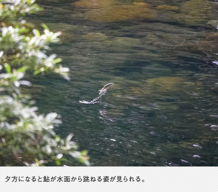 夕方になると鮎が水面から跳ねる姿が見られる。