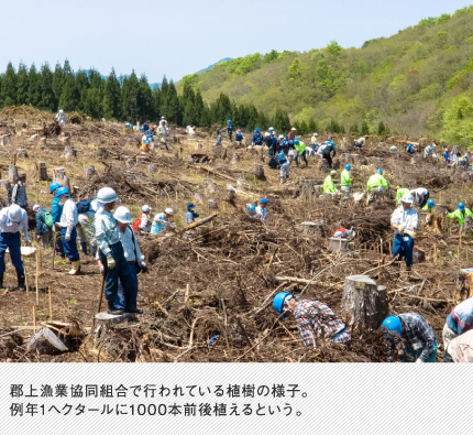 郡上漁業協同組合で行われている植樹の様子。例年1ヘクタールに1000本前後植えるという。