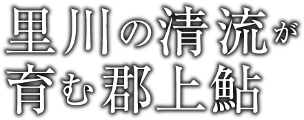 里川の清流が育む郡上鮎