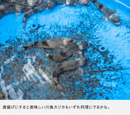 唐揚げにすると美味しい川魚カジカもいずれ料理にでるかも。