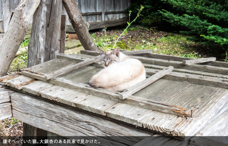 寝そべっていた猫。大銀杏のある民家で見かけた。
