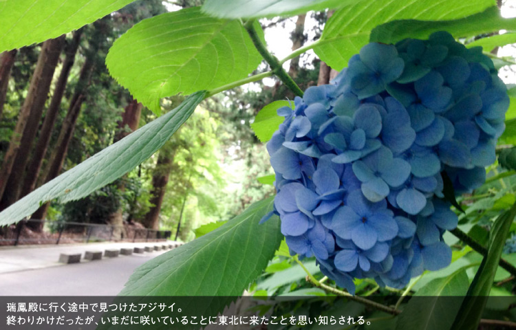 瑞鳳殿に行く途中で見つけたアジサイ。終わりかけだったが、いまだに咲いていることに東北に来たことを思い知らされる。