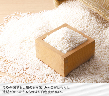 今や全国でも人気のもち米「みやこがねもち」。透明がかったうるち米より白色度が高い。