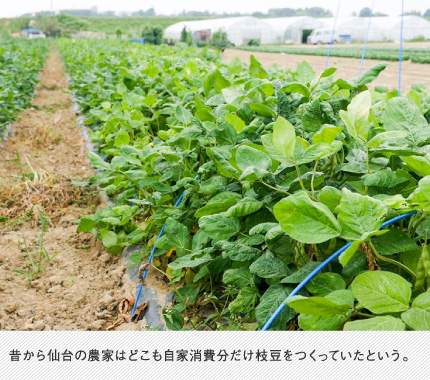 昔から仙台の農家はどこも自家消費分だけ枝豆をつくっていたという。 