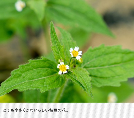 とても小さくかわいらしい枝豆の花。