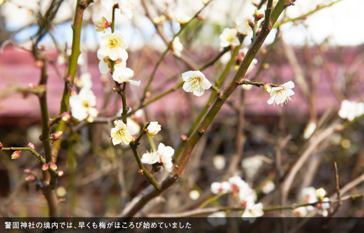警固神社の境内では、早くも梅がほころび始めていました
