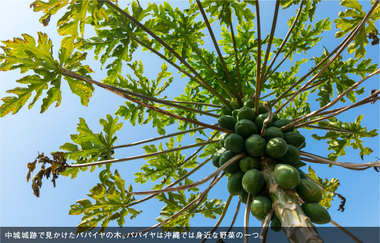 中城城跡で見かけたパパイヤの木。パパイヤは沖縄では身近な野菜の一つ。