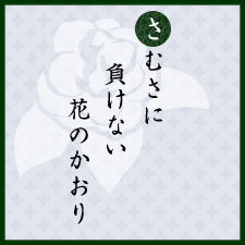 さむさに負けない花のかおり：山茶花：京都くらしの風景×水野克比古 NO.1