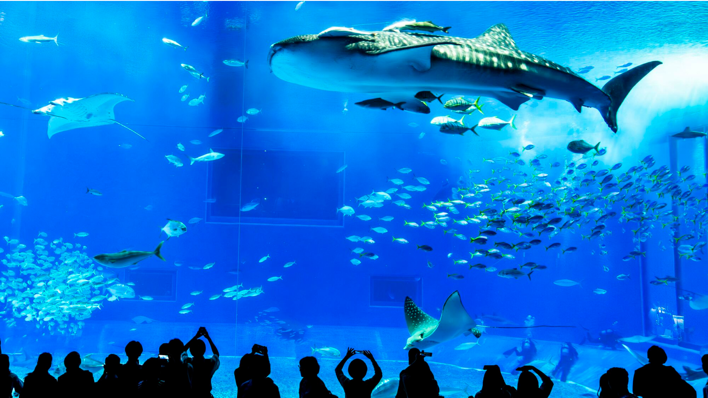 本部町 沖縄美ら海水族館