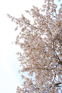 住宅街に咲く桜並木。こうした風情ある街並みに、どこか小旅行をしているような気分にさせられる。 住宅街に咲く桜並木。こうした風情ある街並みに、どこか小旅行をしているような気分にさせられる。