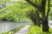 緑の潤いを感じることができる目黒川沿いの遊歩道