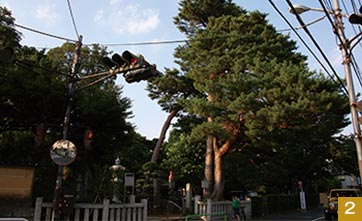 三宝寺池のシンボルともいえる大木が目印。