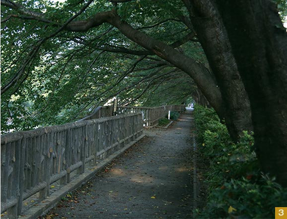 石神井川沿いの緑道は、途切れながらも全長約25kmを誇る。