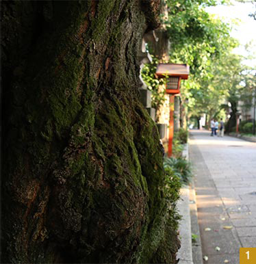 石神井氷川神社の周囲は民家だが、立派な参道がある。