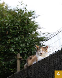 道すがら、ふと見上げると猫がなんとも気持ち良さそうにしていた。