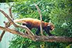 行船公園内の自然動物園のレッサーパンダ