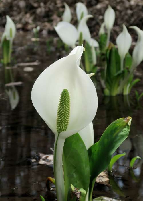 スタッフからの現地便り 18年04月24日 ロイヤルシティ芸北聖湖畔リゾート 田舎暮らし 別荘 ダイワハウス