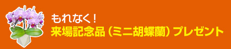 もれなく!来場記念品(ミニ胡蝶蘭)プレゼント
