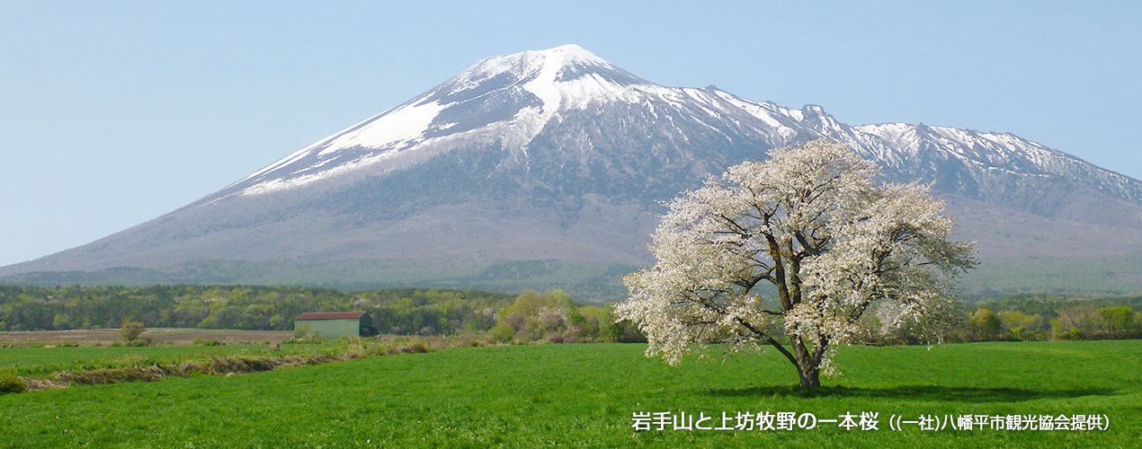 岩手山と上坊牧野の一本桜（(一社)八幡平市観光協会提供）