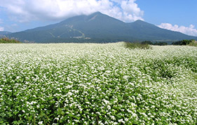 蕎麦の花と磐梯山