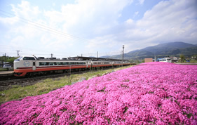 磐梯駅前の満開の芝桜