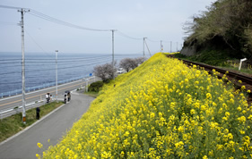 土手一面に広がる菜の花