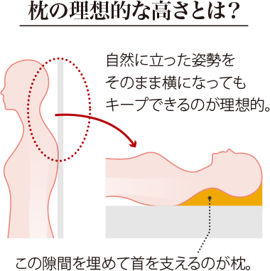 枕の理想的な高さとは？自然に立った姿勢をそのまま横になってもキープできるのが理想的。この隙間を埋めて首を支えるのが枕。