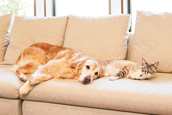 猫や犬のための家づくりペットといっしょに快適に暮らす｜家づくりを