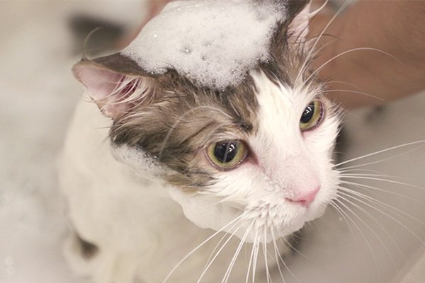 猫も人も幸せになれる「ねこシャン習慣」のすすめ|生活を考える|My
