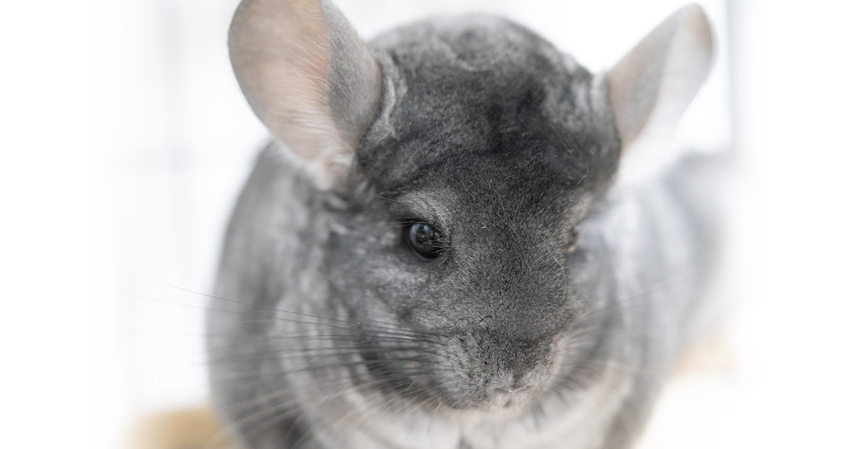 チンチラの飼い方とは？飼育のポイント、グッズ、病気や住まいの工夫を