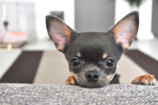 名もなきペット家事 いぬ編 Vol 1 なんとかしたい抜け毛やシャンプーの悩み 実は している人ほど 困っていない アンケート結果も発表 生活を考える My House Palette マイハウスパレット ダイワハウス