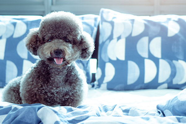 名もなきペット家事 いぬ編 Vol 3 愛犬のしつけやそそうの処理 妻が負担する割合は夫のなんと3倍 暮らしの中で解決する方法とは 生活を考える My House Palette マイハウスパレット ダイワハウス