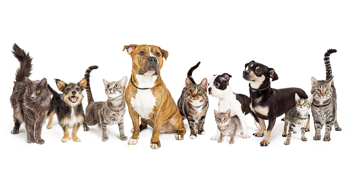 犬や猫を多頭飼いしているおうちの日常とは 多頭飼いにおけるペット同士の関係性や 住環境でのお悩みに関するアンケート 生活を考える My House Palette マイハウスパレット ダイワハウス 犬や猫を多頭飼いしているおうちの日常とは 多頭飼いにおけるペット同士の関係性や 住環境でのお悩みに関するアンケート 生活を考える My House Palette マイハウスパレット ダイワハウス