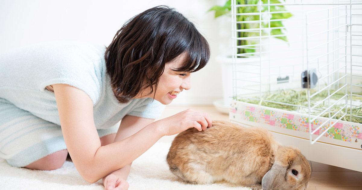 愛らしい魅力がいっぱい うさぎと一緒に暮らすためのポイント 住空間の工夫 生活を考える My House Palette マイハウスパレット ダイワハウス