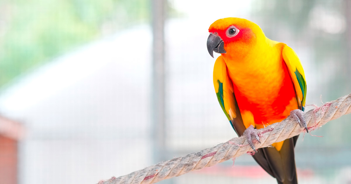 しゃべる鳥を飼う魅力と一緒に暮らす家づくりのコツ 生活を考える My House Palette マイハウスパレット ダイワハウス