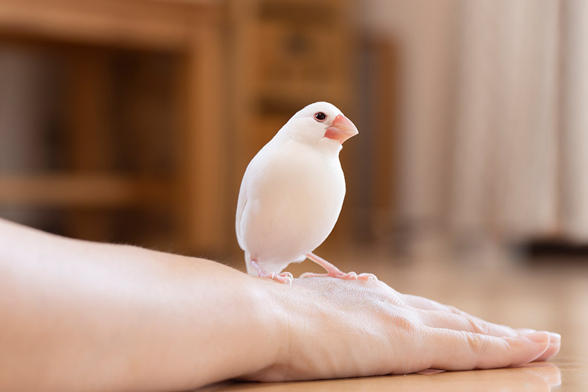 しゃべる鳥を飼う魅力と一緒に暮らす家づくりのコツ 生活を考える My House Palette マイハウスパレット ダイワハウス